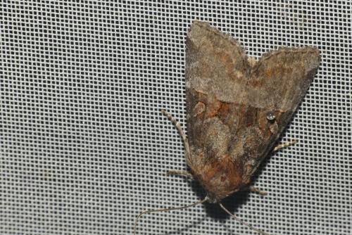Réf. 239 697 : Litoligia literosa